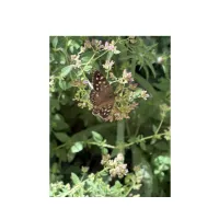  a butterfly seating on a flowers 