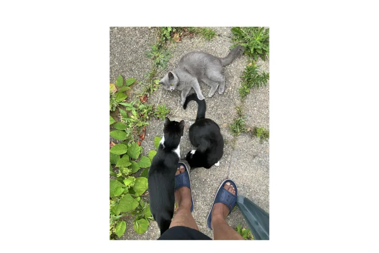 three cats on the concrete and human feet 