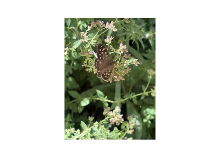  a butterfly seating on a flowers 
